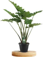 Alocasia portadora (Olifantsoor) 135cm - afbeelding 1