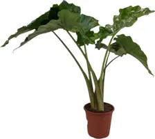 Alocasia portadora (Olifantsoor) 85cm - afbeelding 1