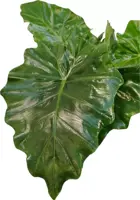 Alocasia portadora (Olifantsoor) 85cm - afbeelding 2