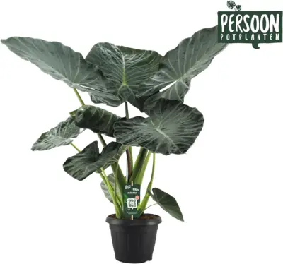 Alocasia 'Regal Shields' (Reuzentaro) 135cm - afbeelding 1