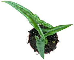 Alocasia Sabrina (Olifantsoor) 20cm - afbeelding 2