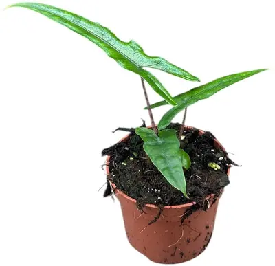 Alocasia Sabrina (Olifantsoor) 20cm - afbeelding 1