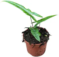 Alocasia Sabrina (Olifantsoor) 20cm - afbeelding 1