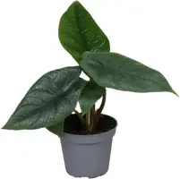 Alocasia 'Scalprum' (Olifantsoor) 15cm - afbeelding 1