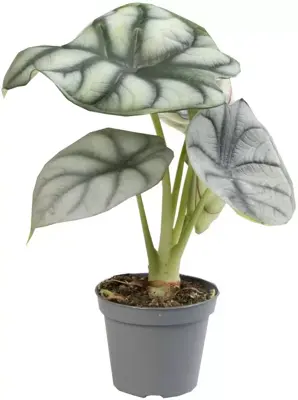 Alocasia 'Silver dragon' (Olifantsoor) 12cm - afbeelding 1