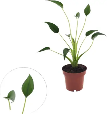 Alocasia 'Tiny Dancer' (Reuzentaro) 30cm - afbeelding 1