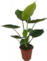 Alocasia wentii (Olifantsoor) 70cm - afbeelding 1