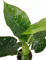 Alocasia wentii (Olifantsoor) 70cm - afbeelding 2