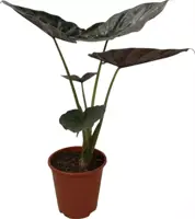 Alocasia wentii (Olifantsoor) 70cm - afbeelding 1