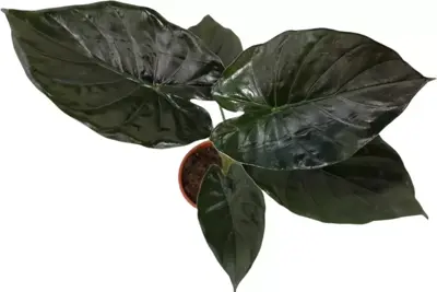 Alocasia wentii (Olifantsoor) 70cm - afbeelding 2