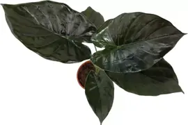Alocasia wentii (Olifantsoor) 70cm - afbeelding 2