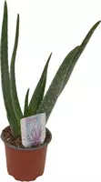 Aloe vera barbadensis 30cm - afbeelding 1