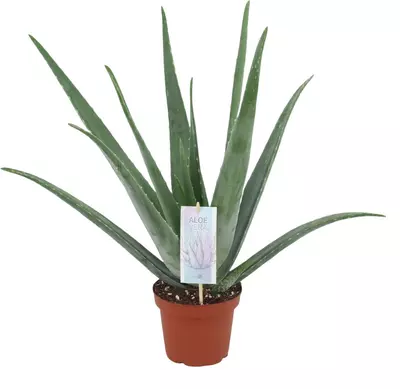 Aloe vera barbadensis 50cm - afbeelding 1