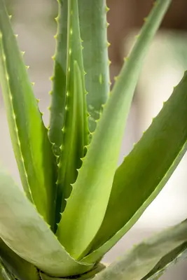 Aloe vera barbadensis 50cm - afbeelding 2