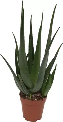 Aloe vera barbadensis 65 cm - afbeelding 1