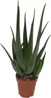 Aloe vera barbadensis 65 cm - afbeelding 1