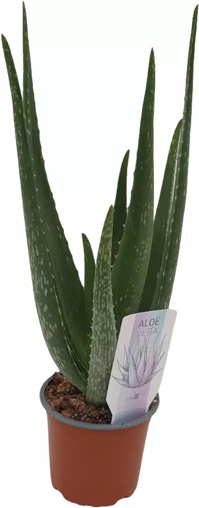 Aloe vera barbadensis P12 40 cm - afbeelding 1
