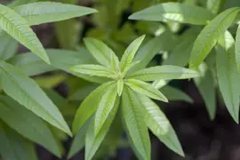 Aloysia citriodora (Citroenverbena) ø14 cm - afbeelding 2