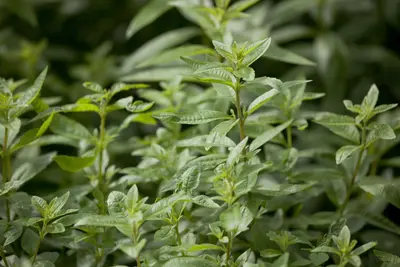 Aloysia citriodora (Citroenverbena) ø14 cm - afbeelding 5