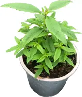 Aloysia citriodora (Citroenverbena) ø14 cm kopen?