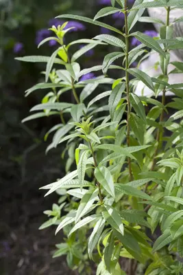 Aloysia citriodora (Citroenverbena) ø14 cm - afbeelding 3
