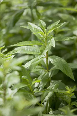 Aloysia citriodora (Citroenverbena) ø14 cm - afbeelding 4