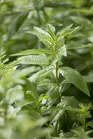 Aloysia citriodora (Citroenverbena) ø14 cm - afbeelding 4