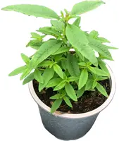 Aloysia citriodora (Citroenverbena) ø14 cm - afbeelding 1