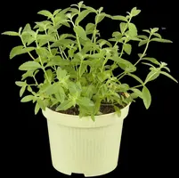 Aloysia triphylla (citroenverbena) 15cm - afbeelding 11