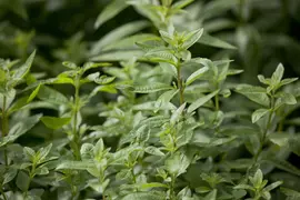 Aloysia triphylla (citroenverbena) 15cm - afbeelding 9