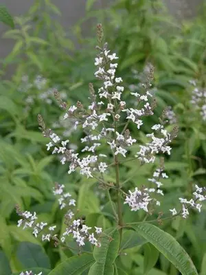 Aloysia triphylla (citroenverbena) 15cm - afbeelding 5