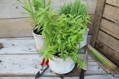 Aloysia triphylla (citroenverbena) 15cm - afbeelding 3