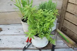 Aloysia triphylla (citroenverbena) 15cm - afbeelding 3