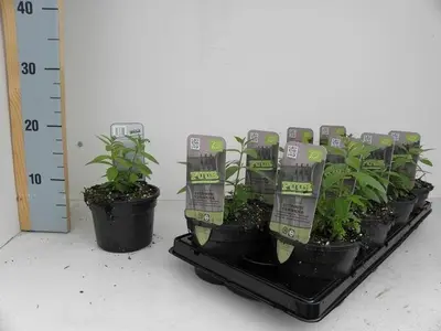 Aloysia triphylla (citroenverbena) 15cm - afbeelding 1