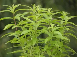 Aloysia triphylla (citroenverbena) 15cm - afbeelding 2