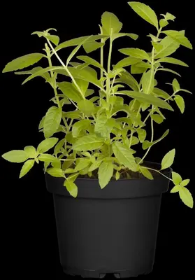 Aloysia triphylla (citroenverbena) 15cm - afbeelding 10