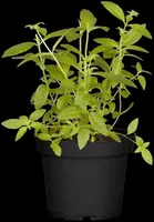 Aloysia triphylla (citroenverbena) 15cm - afbeelding 10