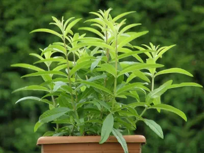 Aloysia triphylla (citroenverbena) 15cm - afbeelding 4