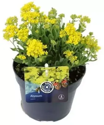 Alyssum saxatile (Rotsschildzaad) 20cm - afbeelding 1