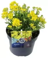 Alyssum saxatile (Rotsschildzaad) 20cm - afbeelding 1