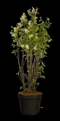 Amelanchier lamarckii (Amerikaans krentenboompje) - afbeelding 37