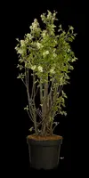 Amelanchier lamarckii (Amerikaans krentenboompje) - afbeelding 37