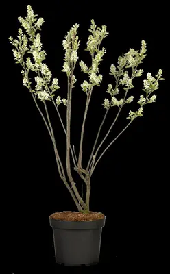 Amelanchier lamarckii (Amerikaans krentenboompje) - afbeelding 36