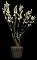 Amelanchier lamarckii (Amerikaans krentenboompje) - afbeelding 36
