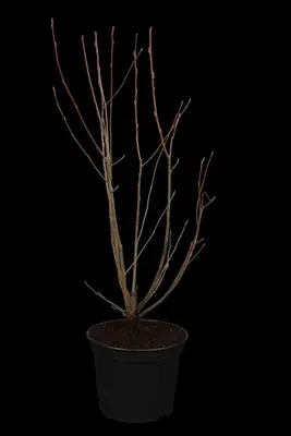 Amelanchier lamarckii (Amerikaans krentenboompje) - afbeelding 1