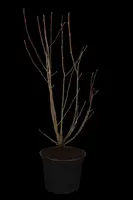 Amelanchier lamarckii (Amerikaans krentenboompje) - afbeelding 1