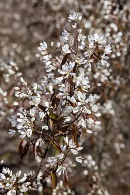 Amelanchier lamarckii (Amerikaans krentenboompje) - afbeelding 7