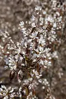 Amelanchier lamarckii (Amerikaans krentenboompje) - afbeelding 7