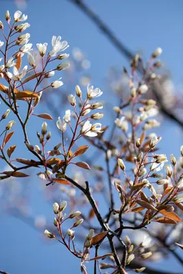 Amelanchier lamarckii (Amerikaans krentenboompje) - afbeelding 13