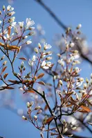 Amelanchier lamarckii (Amerikaans krentenboompje) - afbeelding 13